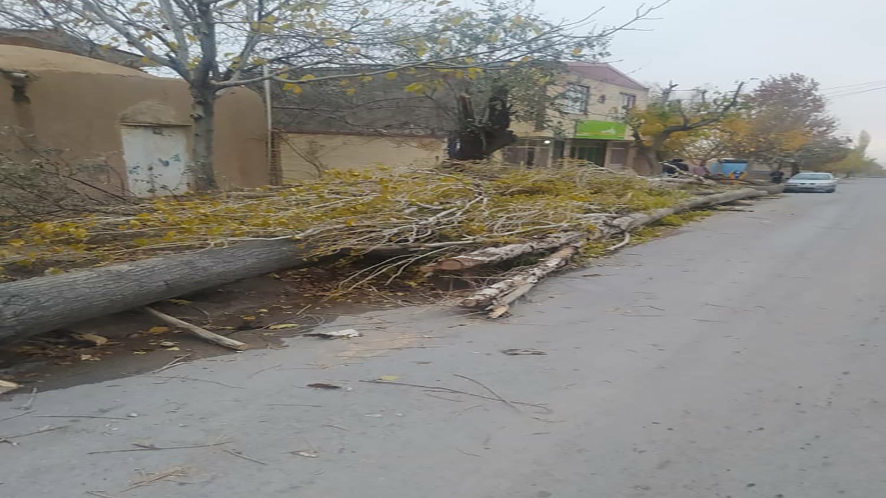 احضار متخلفان قطع درختان کهنسال روستای سکنج به دادگاه