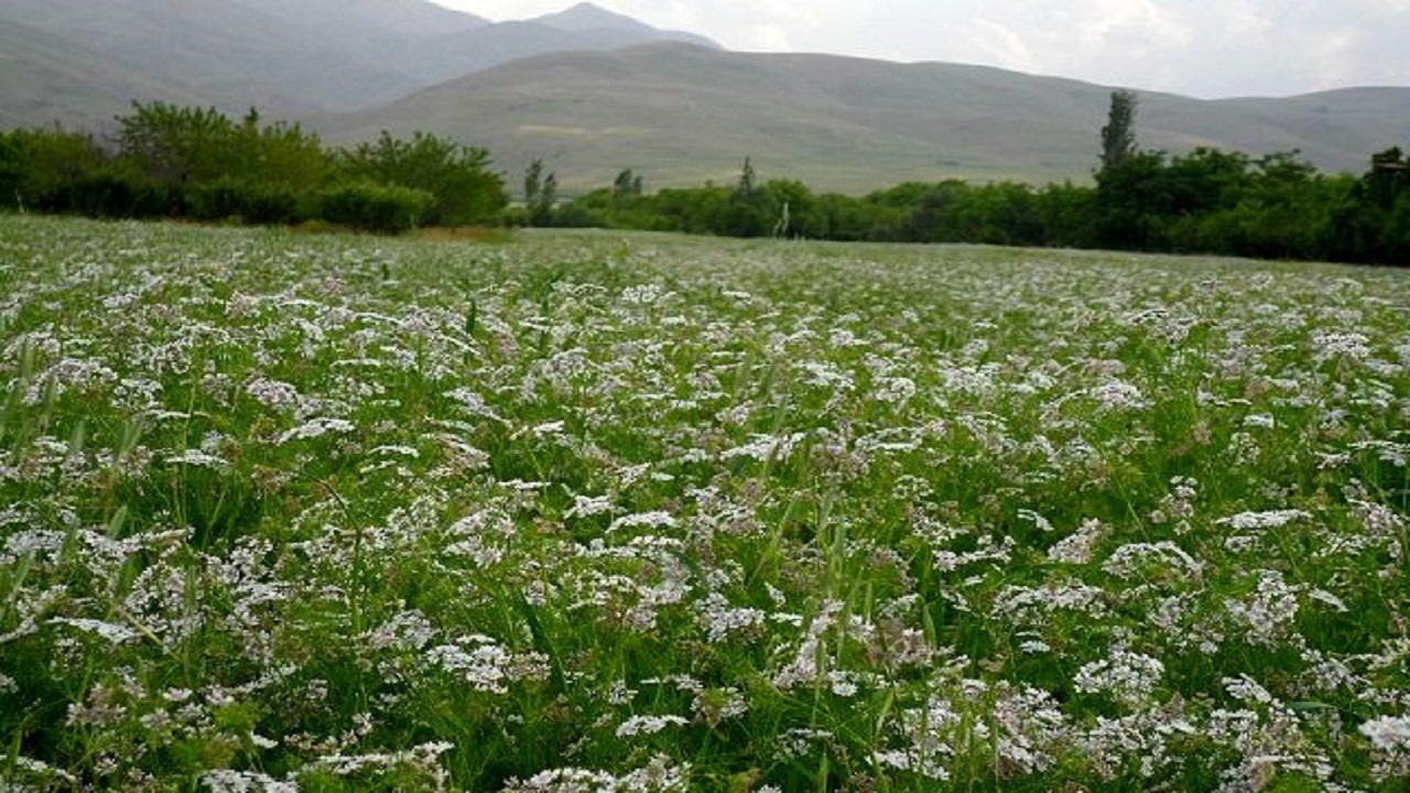 سطح زیر کشت گیاهان دارویی در استان همدان به ۱۴ هزار هکتار خواهد رسید