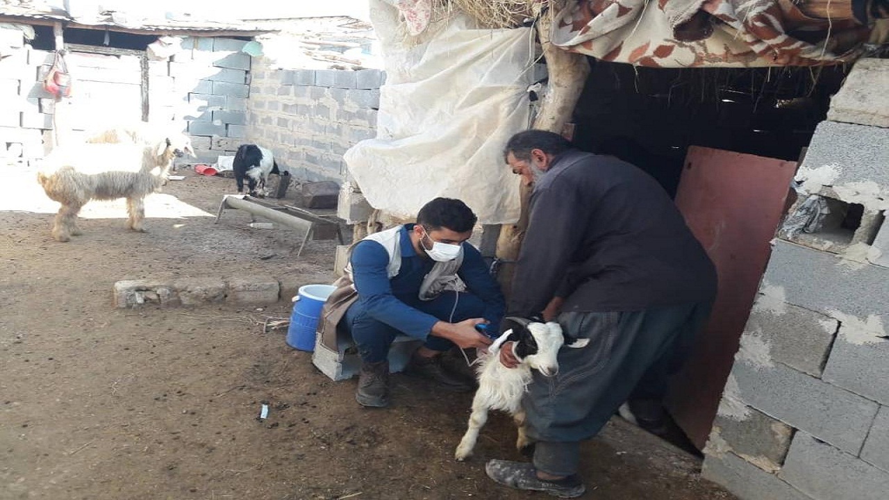 واکسیناسیون بیش از ۲ هزار راس دام سبک علیه تب برفکی در باغملک