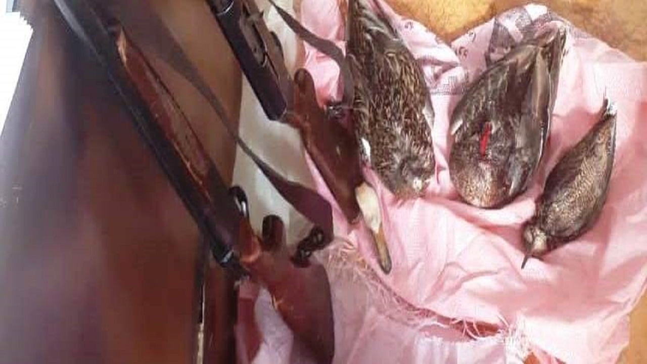 دو متخلف شکار غیرمجاز در آبی بیگلو دستگیر شدند
