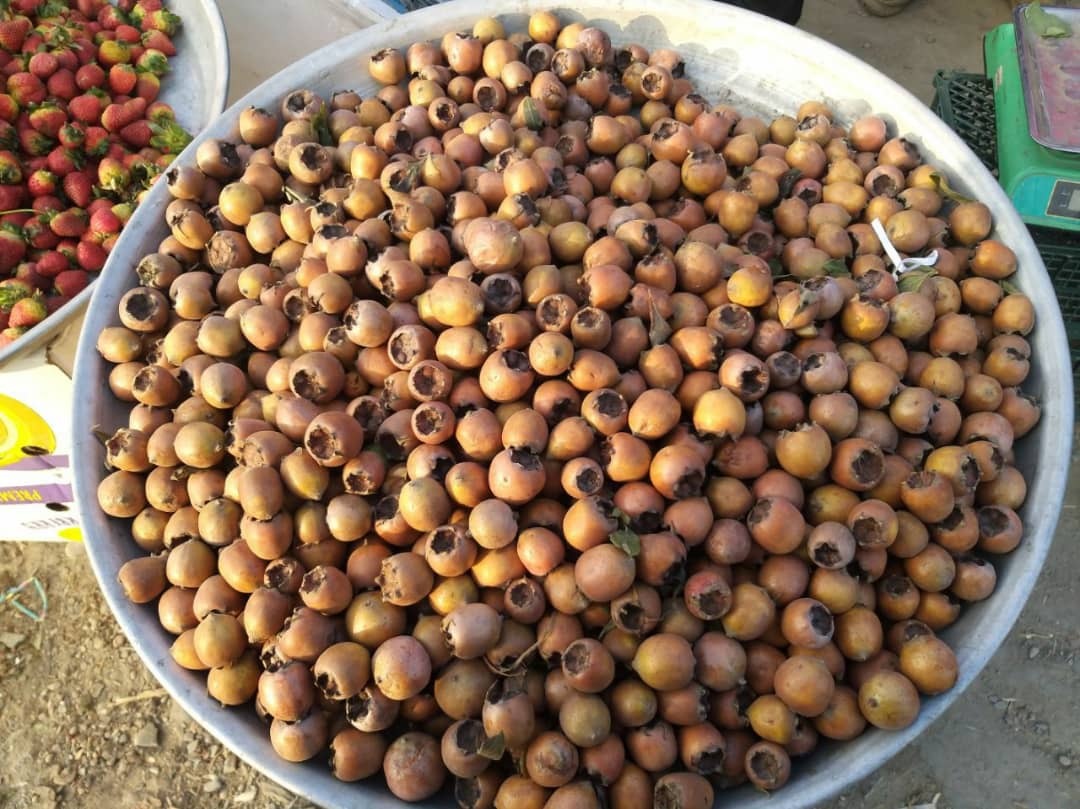 میوه&zwnj;های بومی و استوایی در بازار مشهد+ تصاویر