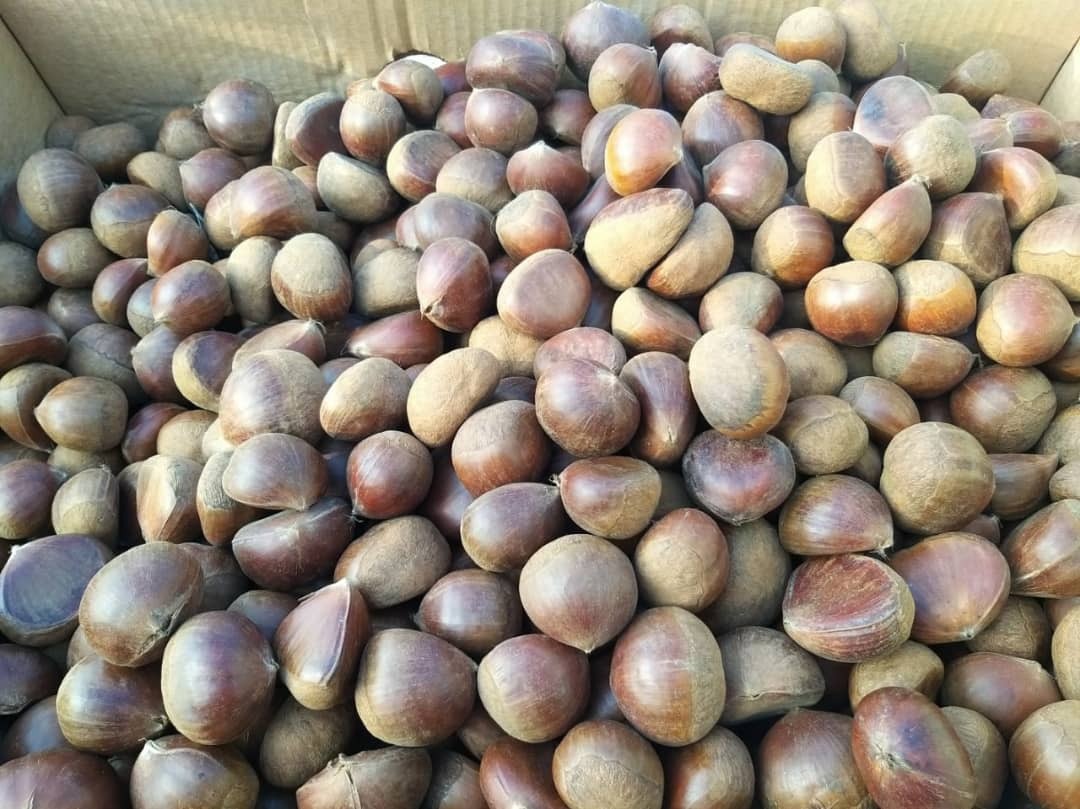 انجیر