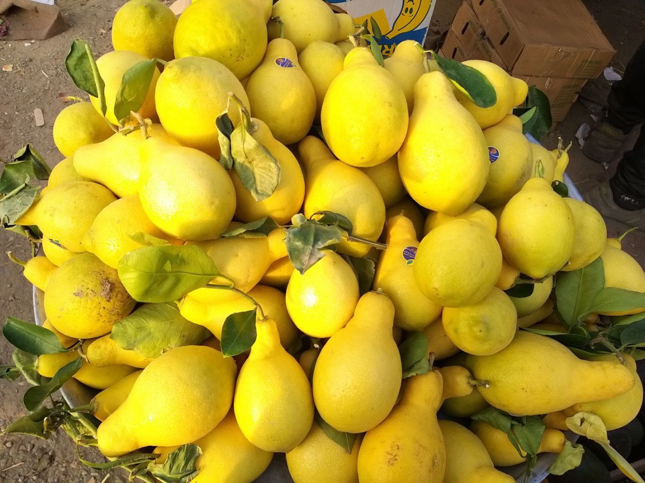 گلابی