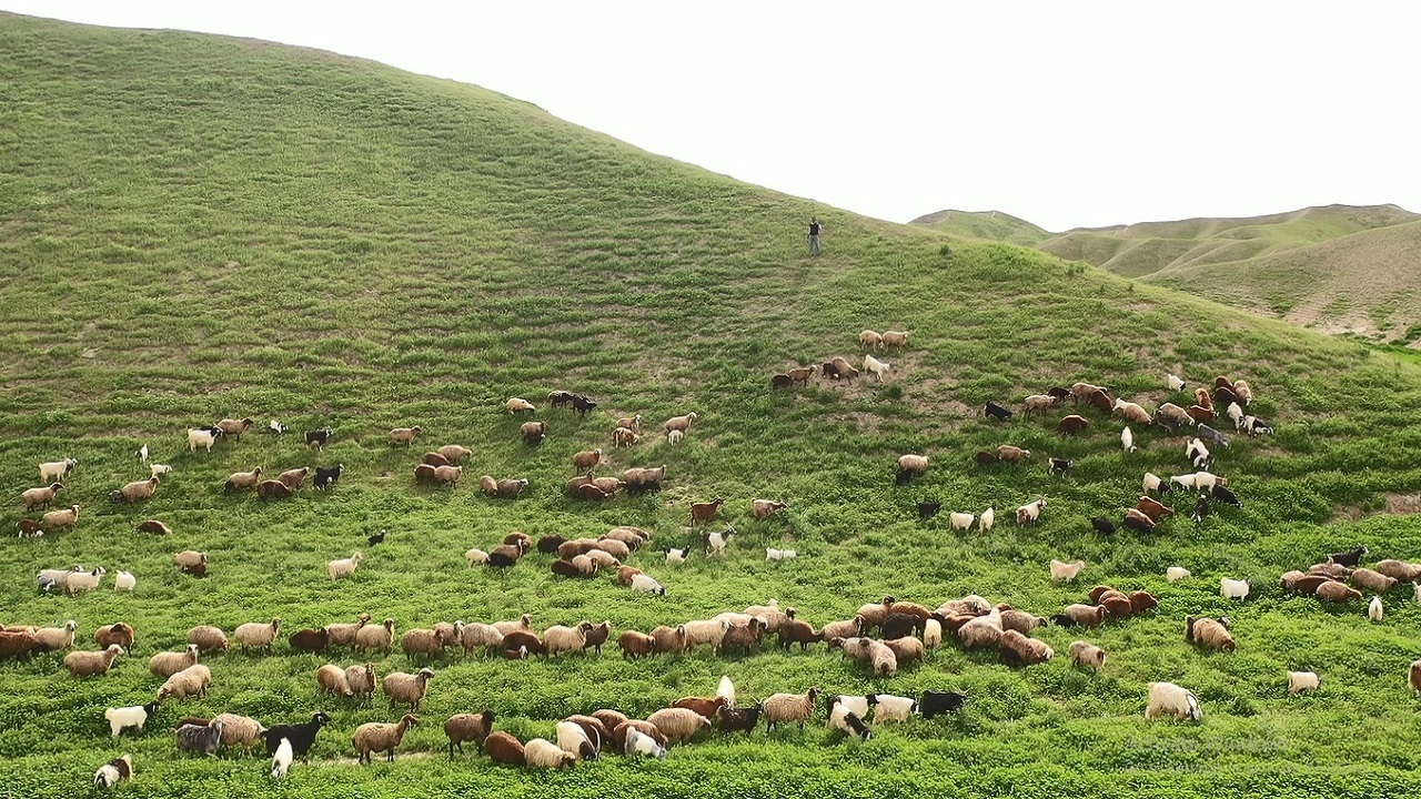 تمدید پروانه چرای دام تنها تا فردا ۸ آذر