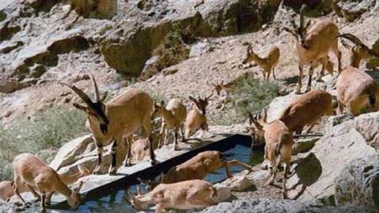 سرشماری وحوش پستاندار در مناطق حفاظت شده خلخال