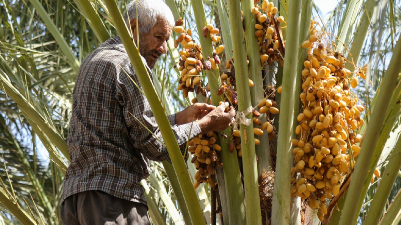 نخلداران خوزستانی مطالبات خود را دریافت می‌کنند