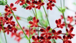 پرورش میوه در خانه + فیلم