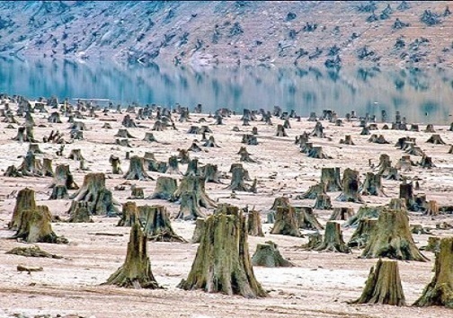 قاچاق چوب، درختان بی گناهی که زیر تیغ می روند