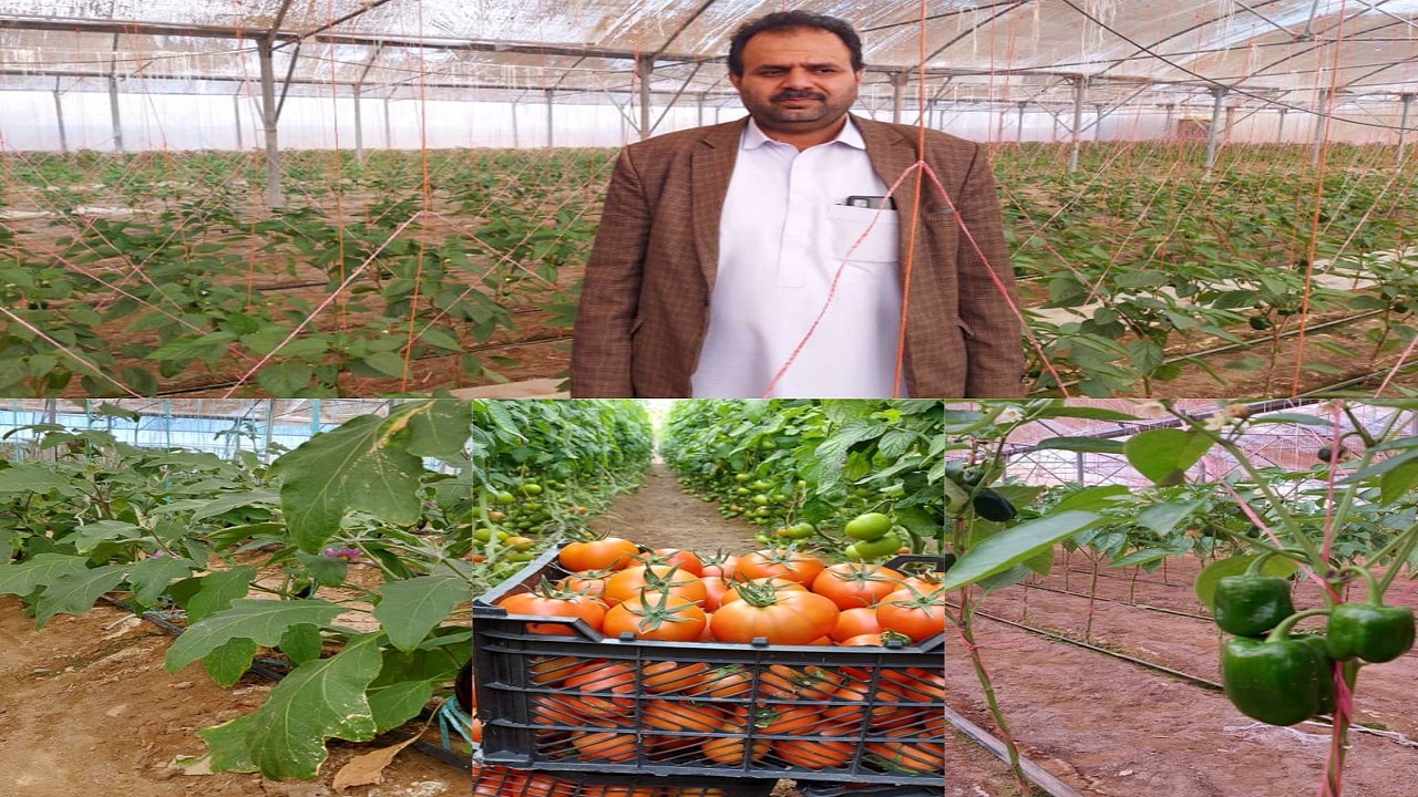 سطح زیر کشت گلخانه‌های شهرستان مرزی میرجاوه به دو برابر توسعه می‌یابد