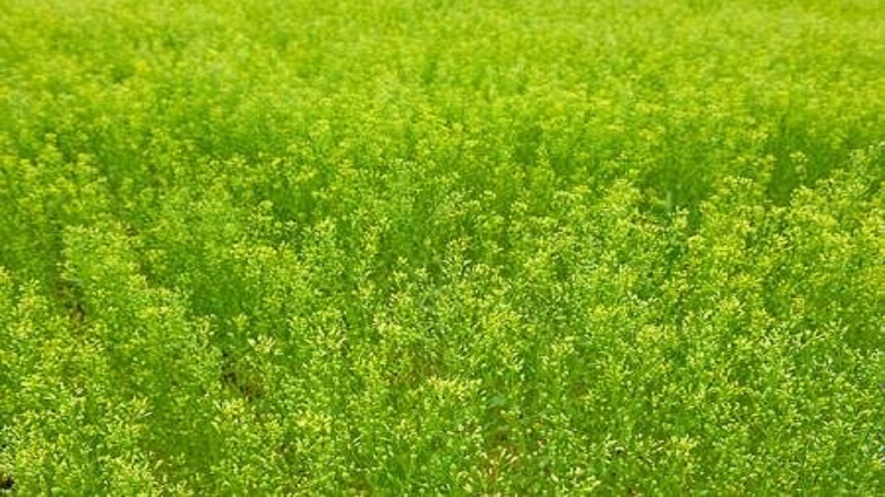 گیاه روغنی کاملینا برای نخستین بار در مزارع روانسر کشت شد