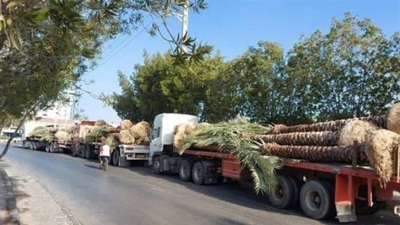 چرا قطری‌ها نخل‌های صادرشده از بوشهر را برگشت دادند؟