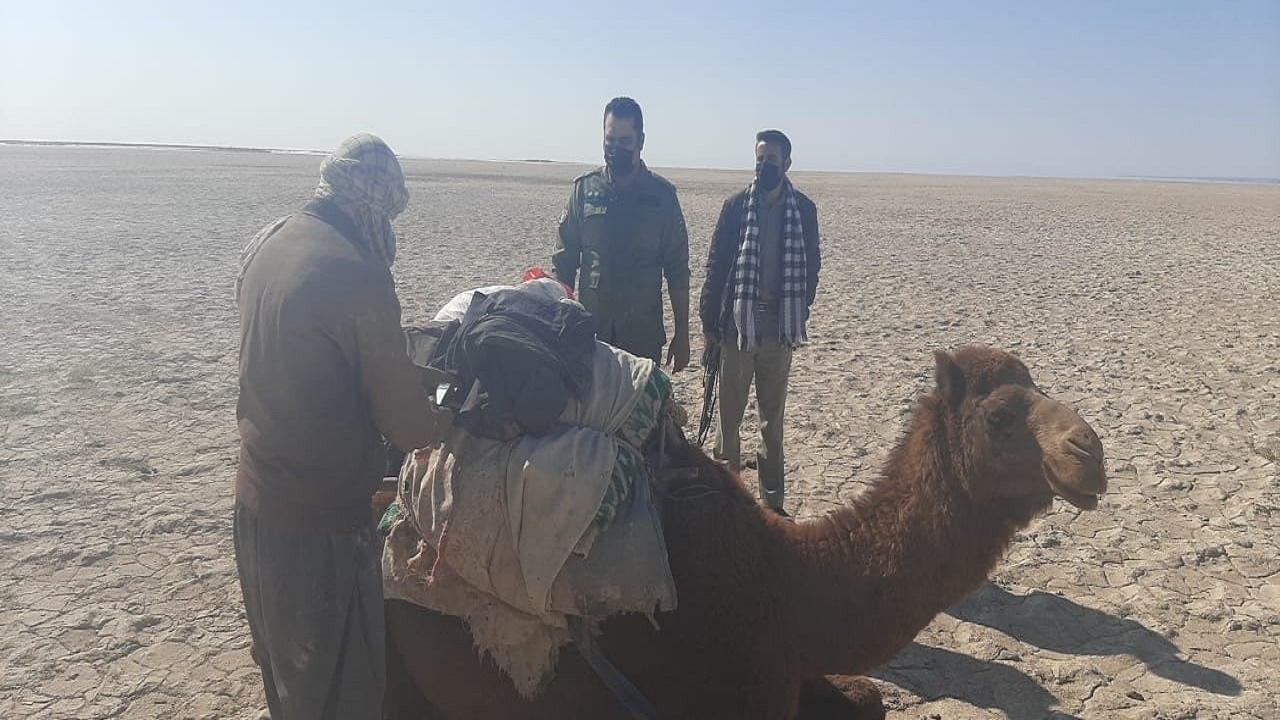 از دستگیری شکارچی تا خروج گله شتر از محدوده تالاب بین المللی هامون