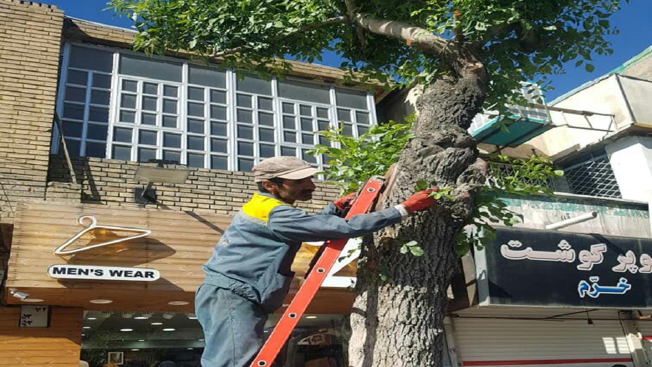 عملیات بِه زراعی بوستان‌های کرج اجرا شد