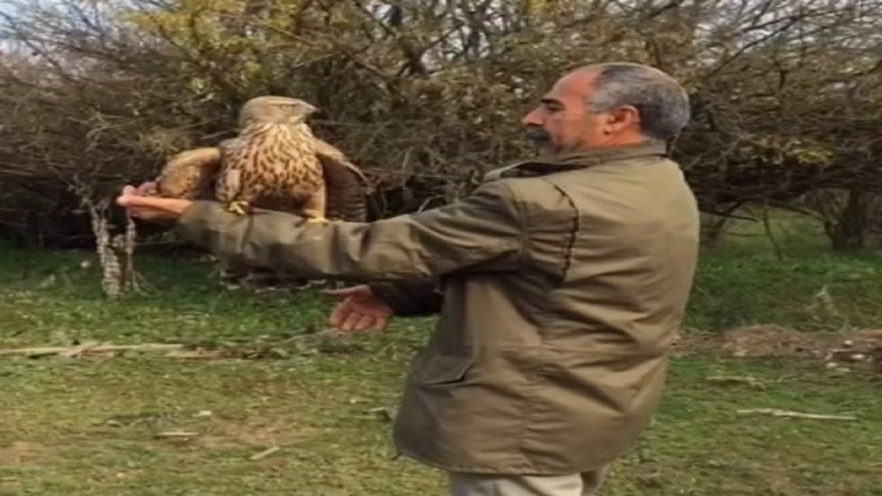 رهاسازی یک بهله پرنده شکاری در طبیعت میانکاله