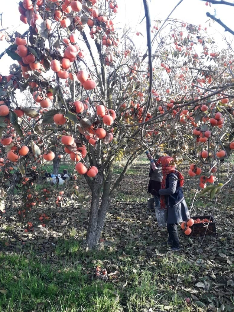 زمان برداشت خرمالو از باغ های گرگان فرا رسید + تصاویر زمان برداشت خرمالو از باغ های گرگان فرا رسید + تصاویر