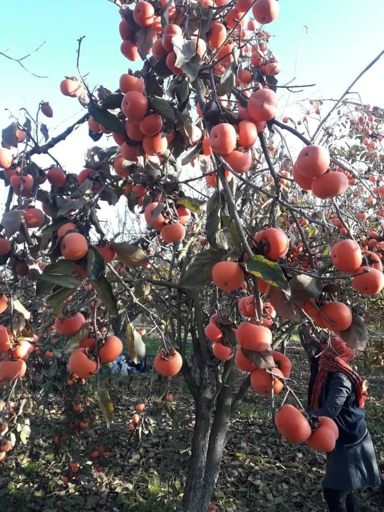 زمان برداشت خرمالو از باغ های گرگان فرا رسید + تصاویر زمان برداشت خرمالو از باغ های گرگان فرا رسید + تصاویر