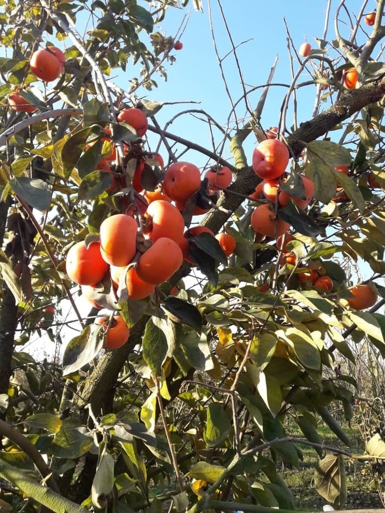 زمان برداشت خرمالو از باغ های گرگان فرا رسید + تصاویر زمان برداشت خرمالو از باغ های گرگان فرا رسید + تصاویر