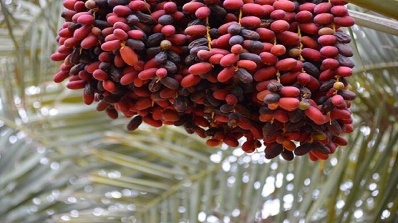 ۲۷۵ هزار تن خرما در سیستان و بلوچستان برداشت شد