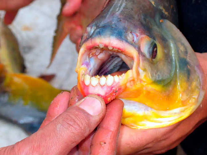 Pacu