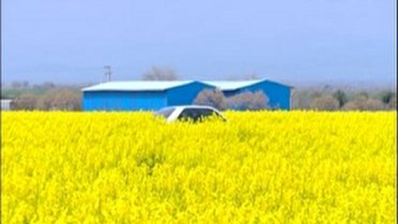 بهار رنگارنگ شهرستان جعفریه قم