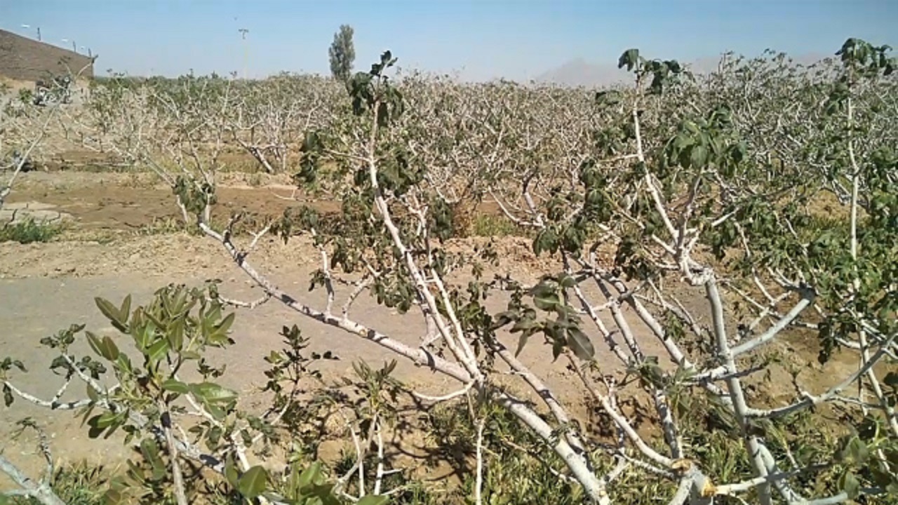 از