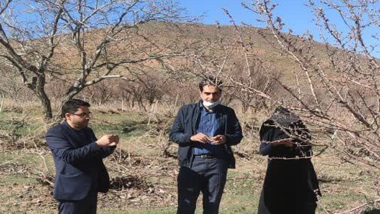 سرمای هوا به ۵۰۰ هکتار از باغات شهرکرد خسارت زد