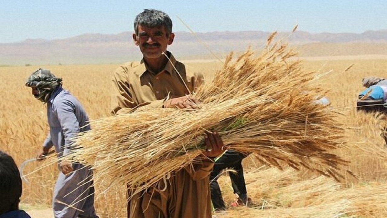 برداشت سالانه ۱۸۰ هزار تن گندم در ایلام