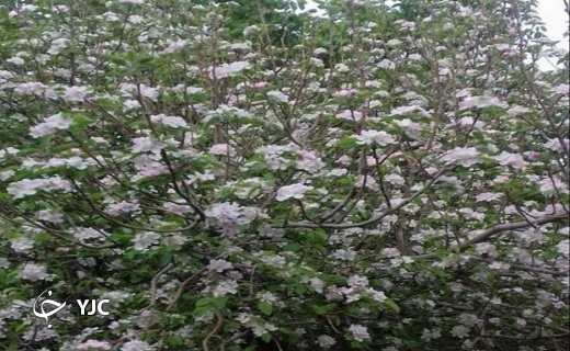طبیعت بهاری روستای آرک + تصاویر