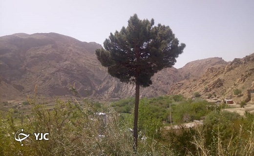 طبیعت بهاری روستای آرک + تصاویر