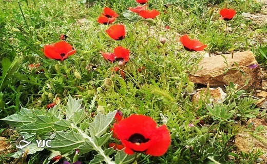 طبیعت بهاری روستای آرک + تصاویر