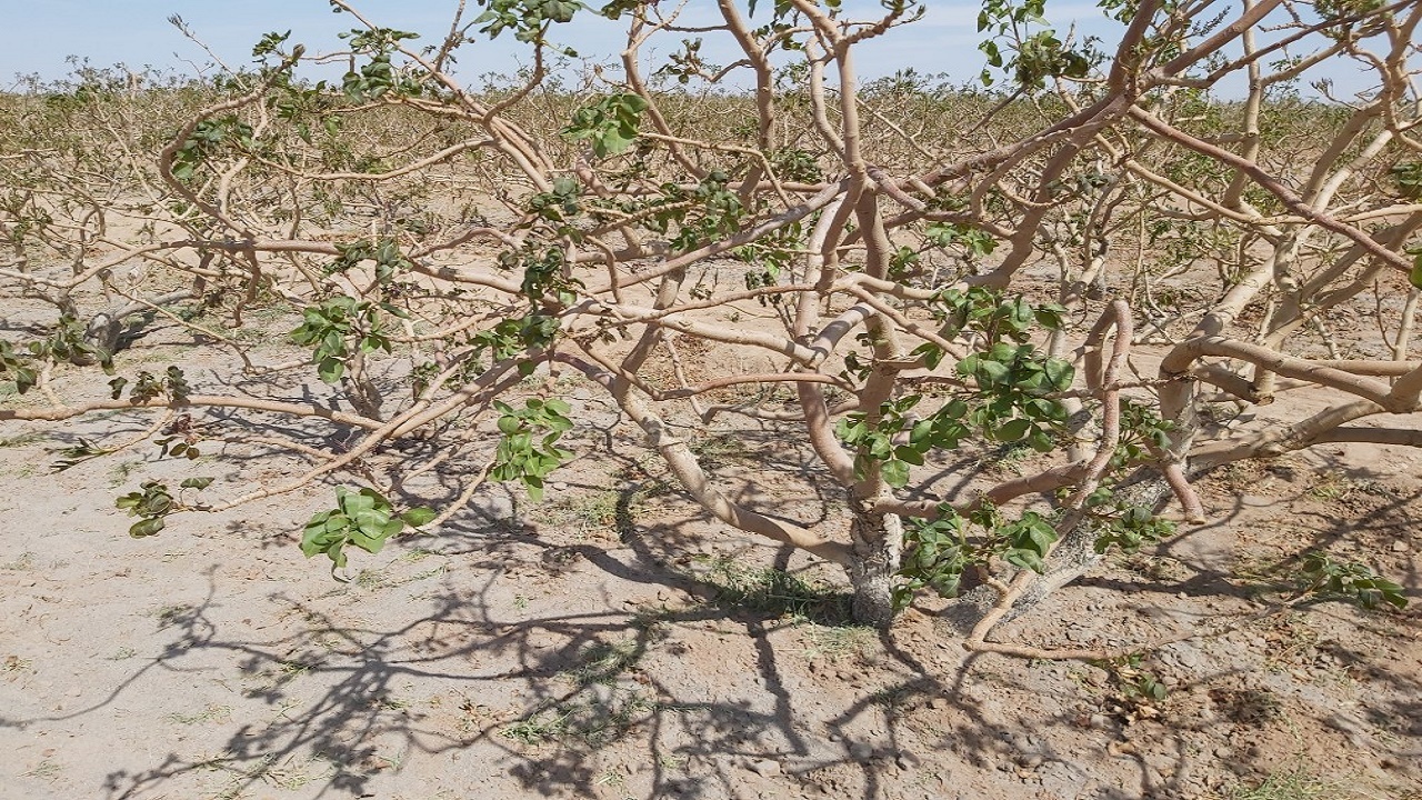 خسارت میلیاردی سرما به باغات پسته انار
