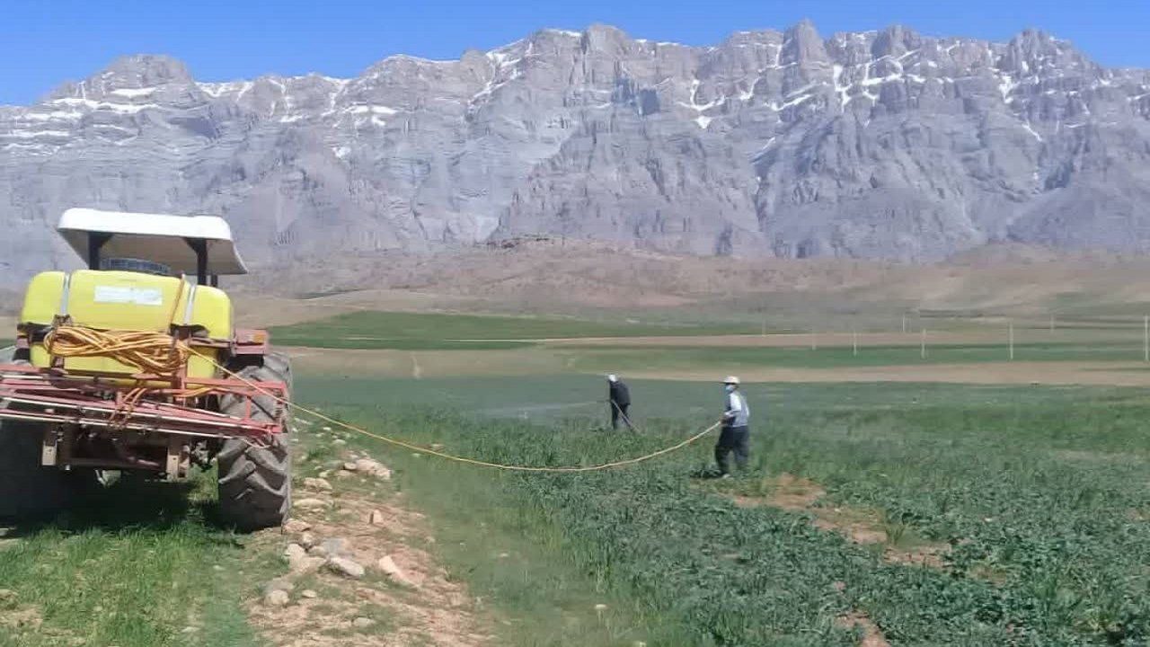 سمپاشی و مبارزه علیه علف گل جالیز در شهرستان خانمیرزا