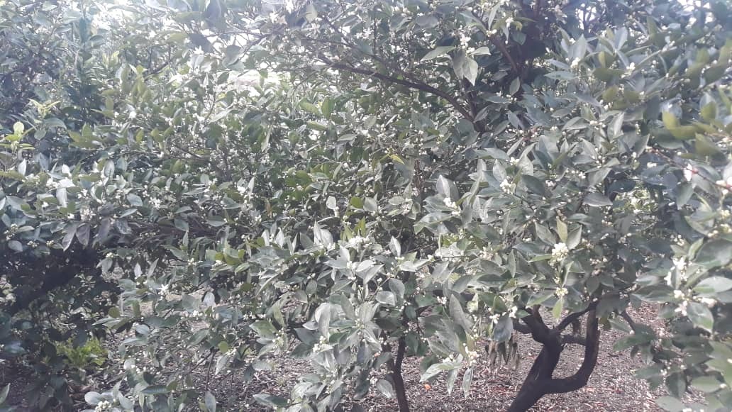 خودنمایی شکوفه درختان روستای باغو در قاب تصاویر