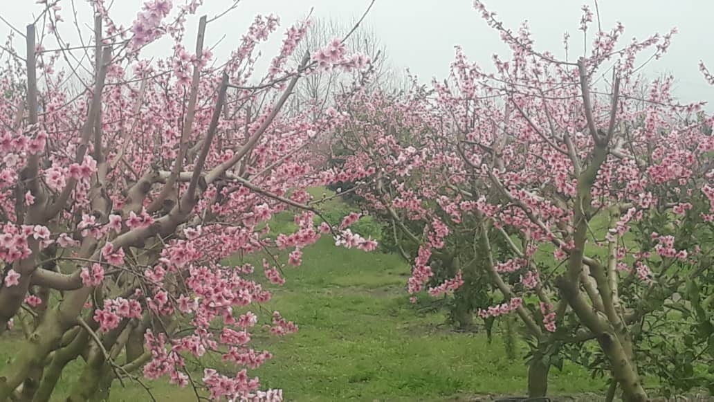 خودنمایی شکوفه درختان روستای باغو در قاب تصاویر