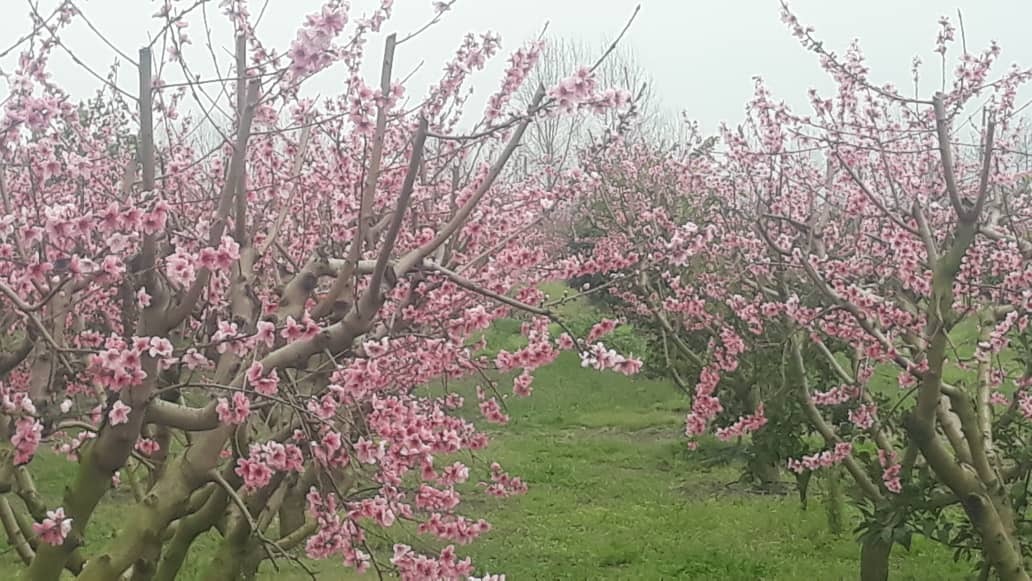 خودنمایی شکوفه درختان روستای باغو در قاب تصاویر
