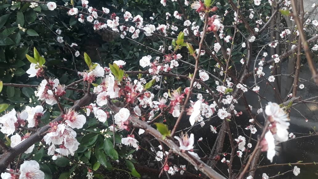 خودنمایی شکوفه درختان روستای باغو در قاب تصاویر