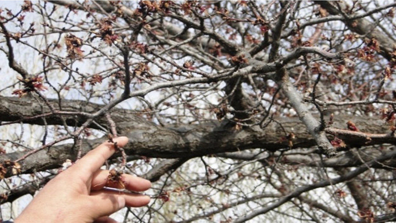 خسارت سرمازدگی به مزارع و باغ‌های سپیدان