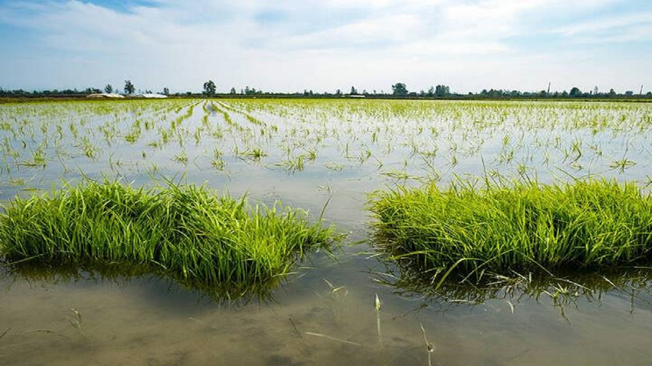 آغاز نشا برنج در مازندران همزمان با روز طبیعت + فیلم