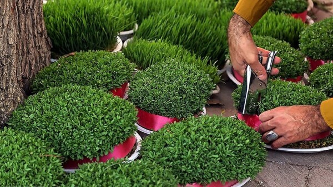 طرح جمع آوری سبزه نوروز در همدان اجرا شد
