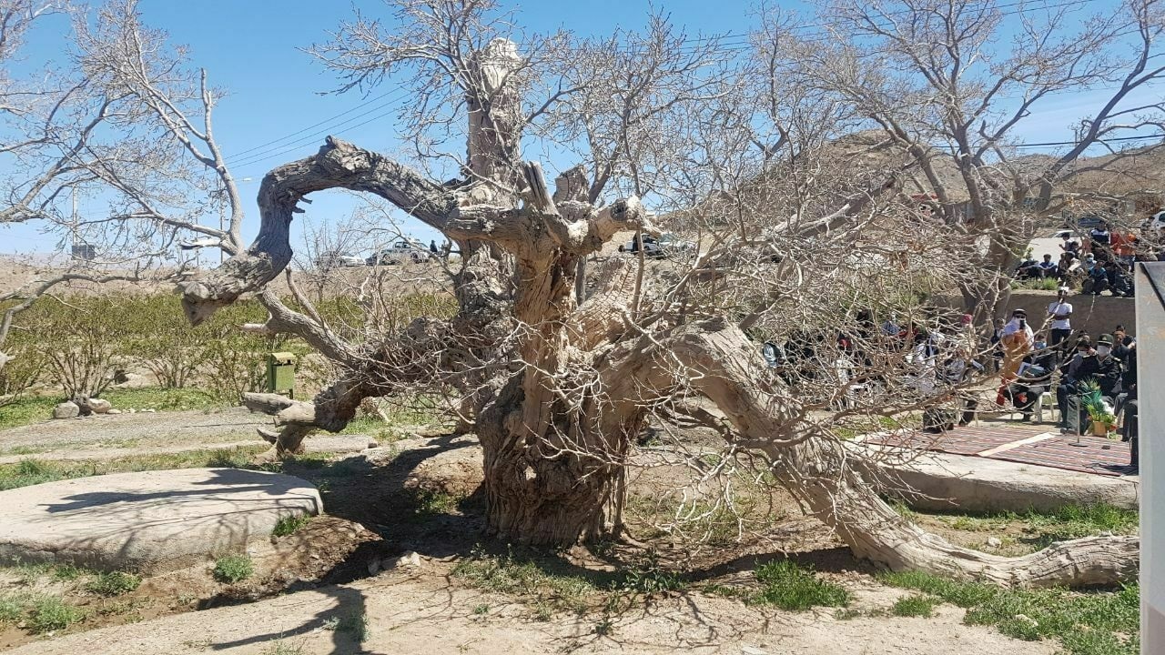 کهنسال‌ترین درخت شاه توت سیاه ایران ثبت ملی شد