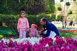 جشنواره گل و گلاب میمند