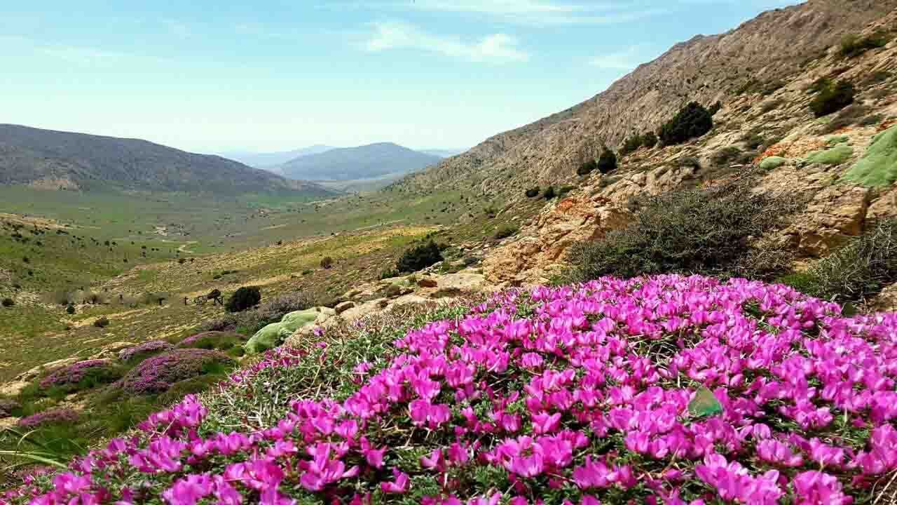 طبیعت زیبای گلیل در بهار