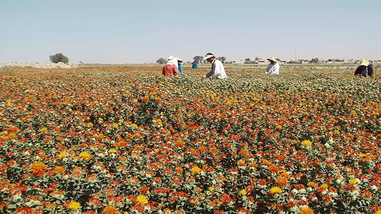 آغاز برداشت گلرنگ از سطح ۶۸ هکتار مزارع گلباف