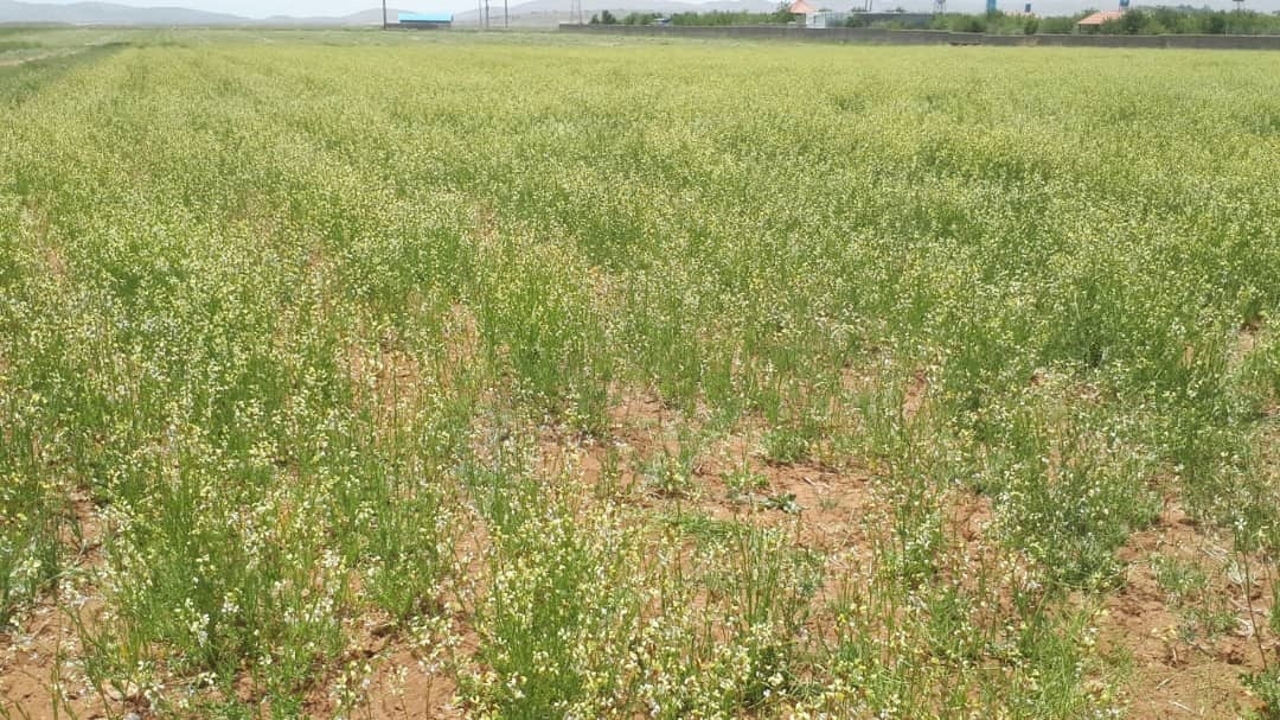 ۵۰ هکتار اراضی شهرستان بردسیر زیر کشت منداب