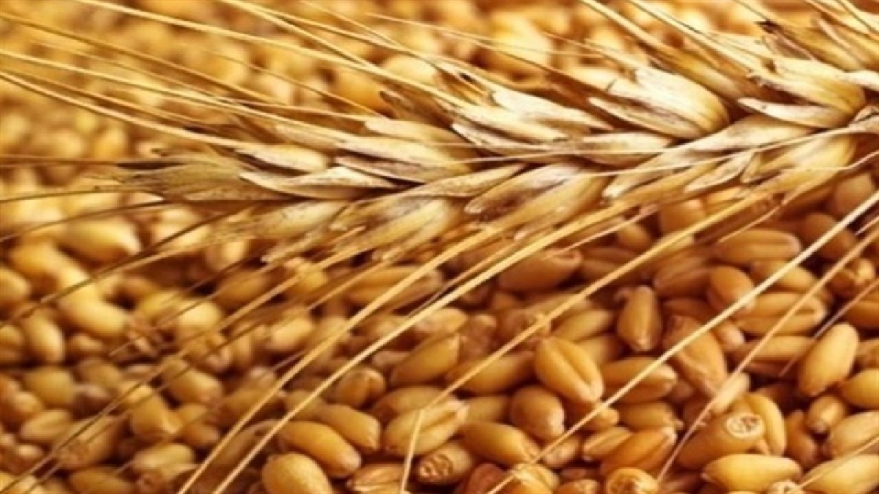 افزایش ۱۳۰ درصدی قیمت خرید تضمینی گندم