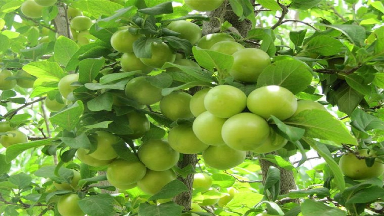 خودنمایی درختان گوجه سبز در باغ‌های کاشان + فیلم