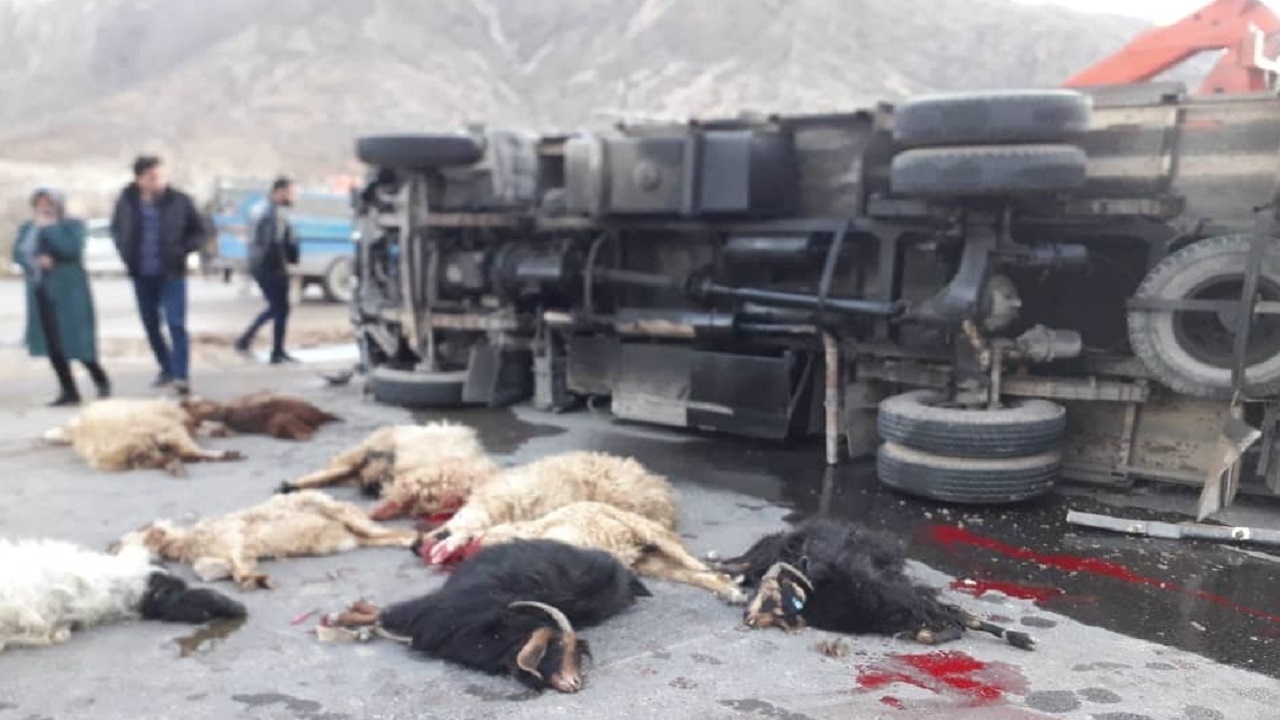 تلف شدن ۳۵ راس گوسفند در تصادف با کامیون