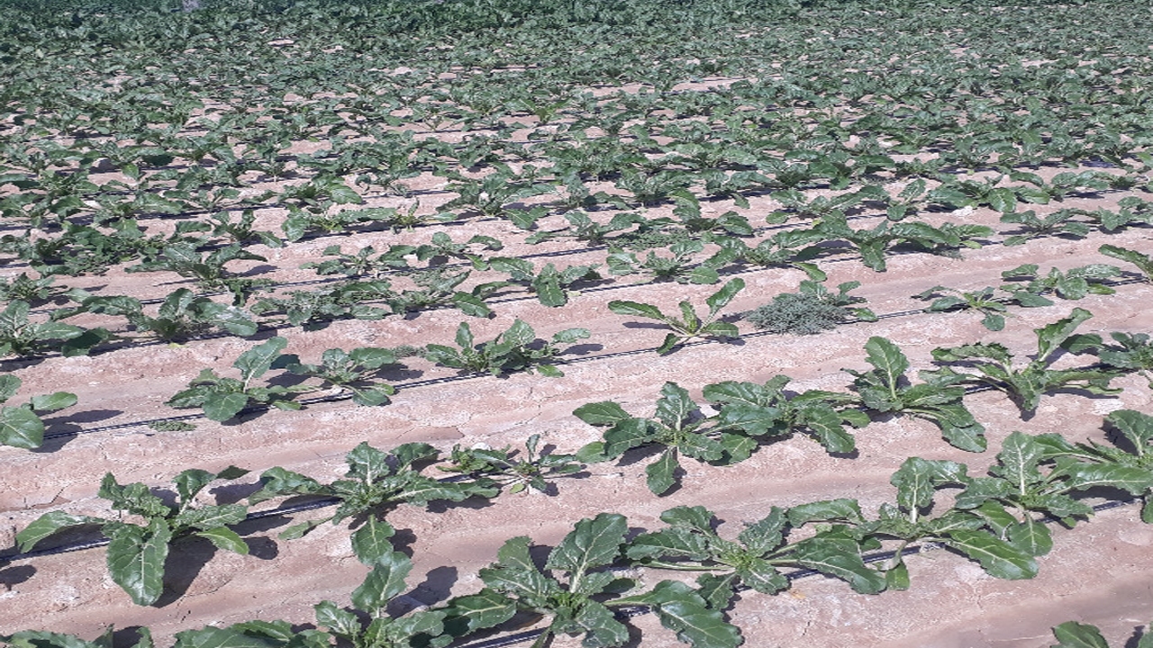 روستای نمونه در اجرای آبیاری نوین در خنج
