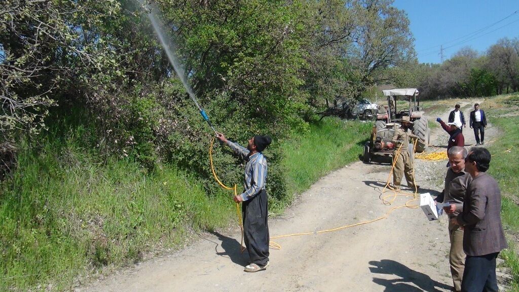 آغاز مبارزه با آفت بلوط در جنگل‌های دزفول