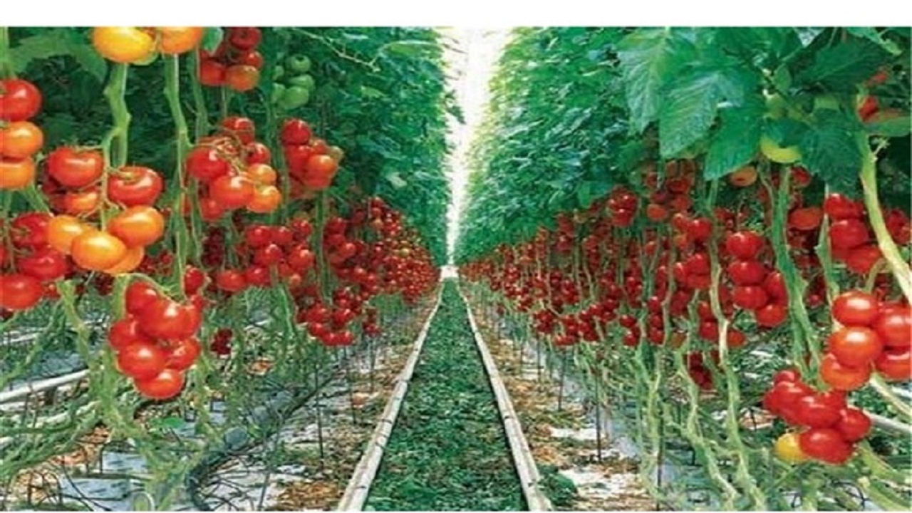 افزایش ۷ هزار تنی محصولات باغی در کشت و صنعت مغان